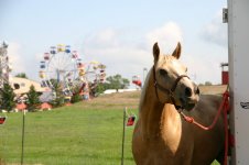 Douglas County Fair  Alexandria Minn 014.jpg