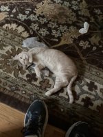 IMG_0055.jpeg